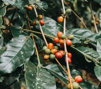 Rohe Kaffeefrucht